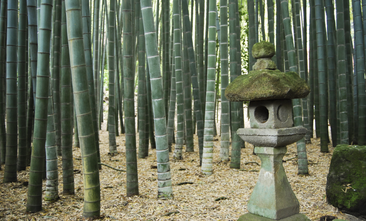 Бамбук - прочное и легкое дерево